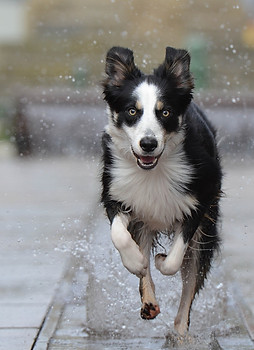 border-collie-696673_1920.jpg