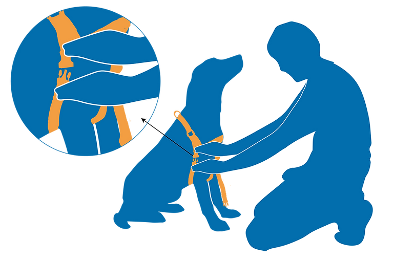 harness sit-stay7-01.png