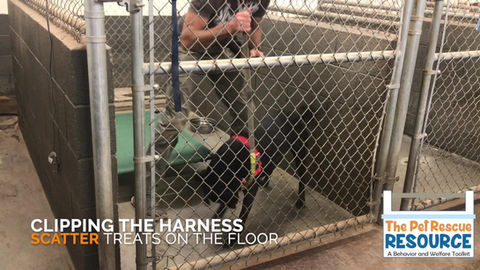 Harnessing & Leashing J/M Shelter Dogs