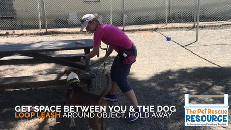 Getting Out Of Trouble (Shelter Dogs)