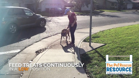 Walking Jumpy/Mouthy Dogs