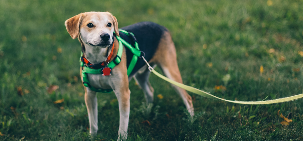 Image by Jackson Jost