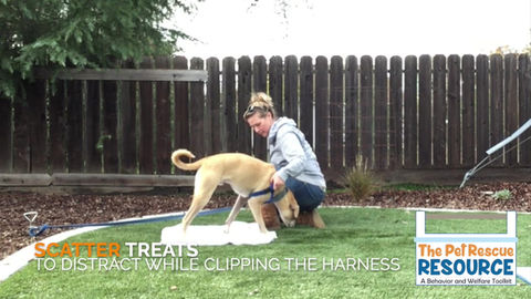 Harnessing and Leashing Jumpy/Mouthy Foster Dogs