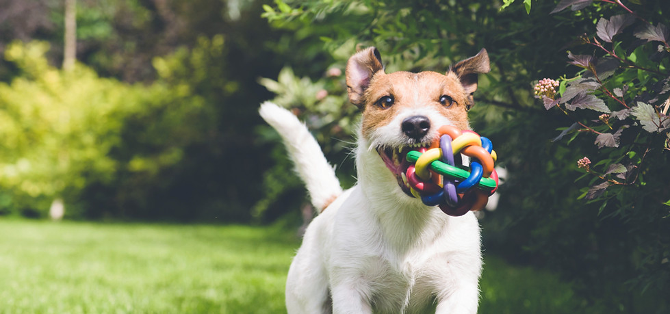 dog running with toy